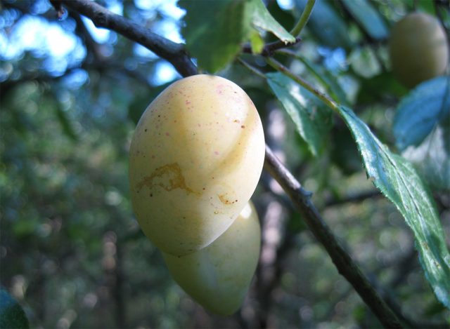 Слива Никольская жёлтая формирует аккуратные удлинённые плоды с жёлтой кожицей и лёгким румянцем, отличается скороплодностью и приятным кисло-сладким вкусом, подходящим и для еды, и для переработки.