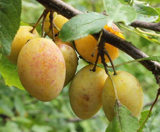 Слива Очаковская жёлтая — один из самых удачных желтоплодных сортов для Подмосковья: она даёт стабильные урожаи сладких, сочных плодов с мягкой кислинкой и легко отделяющейся косточкой.