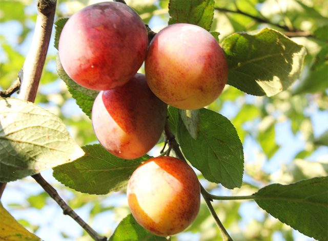 Слива Память Тимирязева особенно эффектна в плодоношении: жёлтые плоды с ярким розово-малиновым румянцем буквально облепляют ветви, делая дерево одним из самых красивых акцентов конца лета.