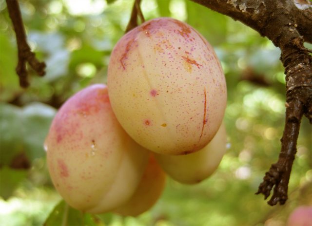 Слива Яхонтовая радует крупными золотисто-жёлтыми плодами с розовыми пятнышками, высокой дегустационной оценкой и регулярным плодоношением, а её сочная мякоть особенно хороша в тёплое солнечное лето.