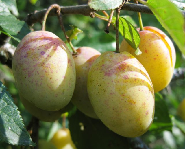 Слива Наташа ценится за крупные, нарядные плоды с жёлтой кожицей и розовым крапом, раннее вступление в плодоношение и приятный кисло-сладкий вкус, который хорошо раскрывается во второй половине августа.