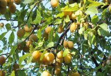 Сорта жёлтой сливы для средней полосы и Подмосковья