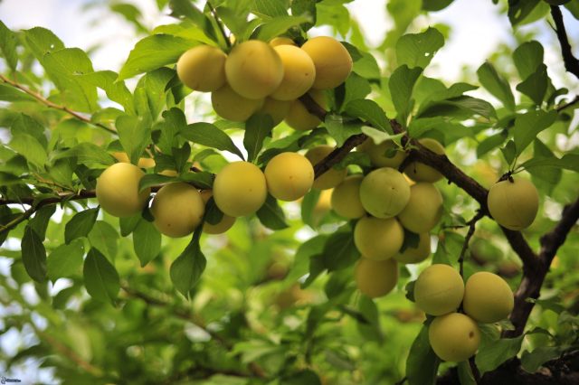 Слива Ренклод колхозный — старый, проверенный сорт с хорошей зимостойкостью и стабильной урожайностью: его небольшие зеленовато-жёлтые плоды сочные, нежные и до сих пор любимы многими дачниками.