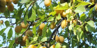 Сорта жёлтой сливы для средней полосы и Подмосковья