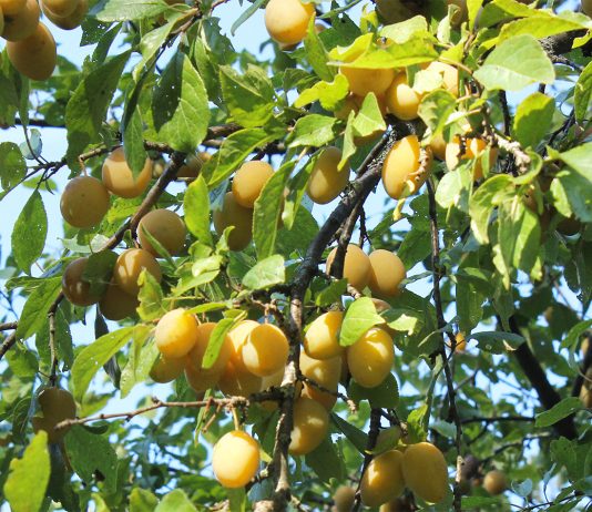 Сорта жёлтой сливы для средней полосы и Подмосковья