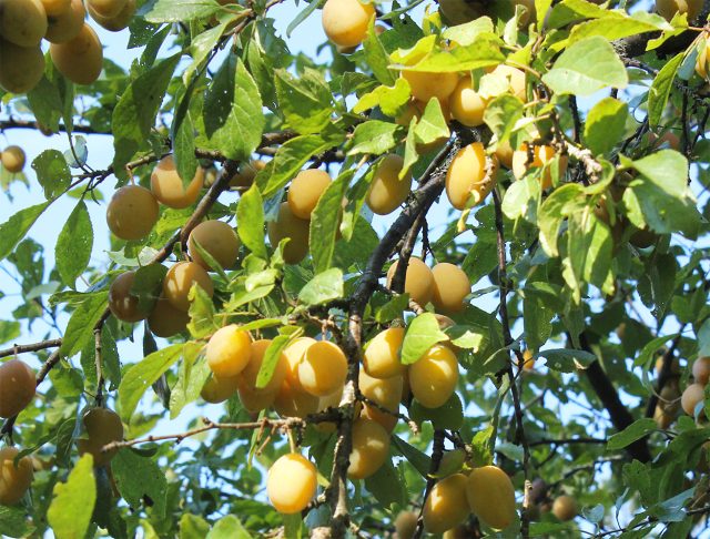 Сорта жёлтой сливы для средней полосы и Подмосковья