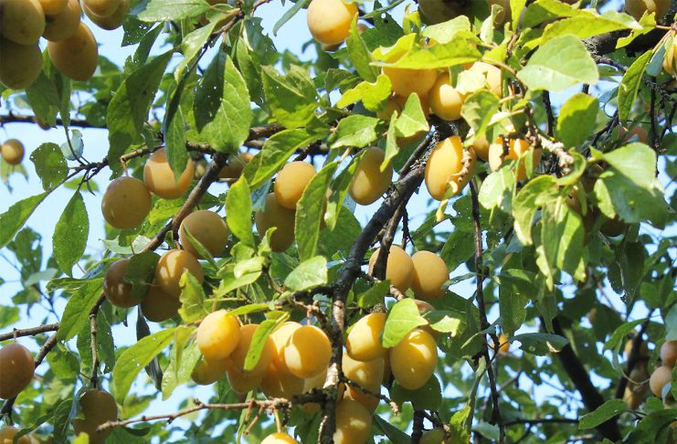 Лучшие сорта жёлтой сливы для средней полосы и Подмосковья Сорта жёлтой сливы для средней полосы и Подмосковья