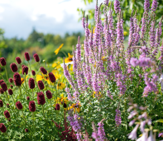 Создаём цветник, которому не страшны ни засуха, ни ливни