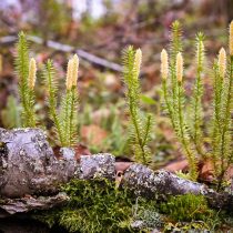 Плаун годичный (Lycopodium annotinum)