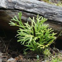 Двурядник сплюснутый (Diphasiastrum complanatum)