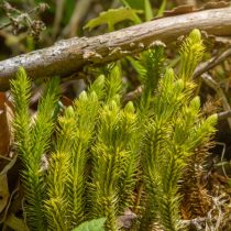 Баранец обыкновенный (Huperzia selago)
