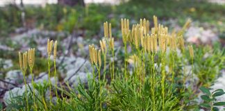 Почему вам стоит посадить плаун? Живое ископаемое в вашем саду