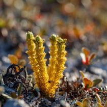 Баранец арктический (Huperzia arctica)