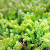 Плаун булавовидный (Lycopodium clavatum)