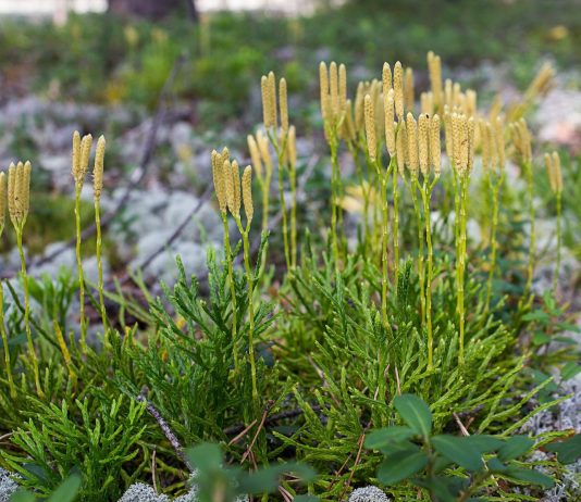 Почему вам стоит посадить плаун? Живое ископаемое в вашем саду - Цветник и ландшафт Почему вам стоит посадить плаун? Живое ископаемое в вашем саду