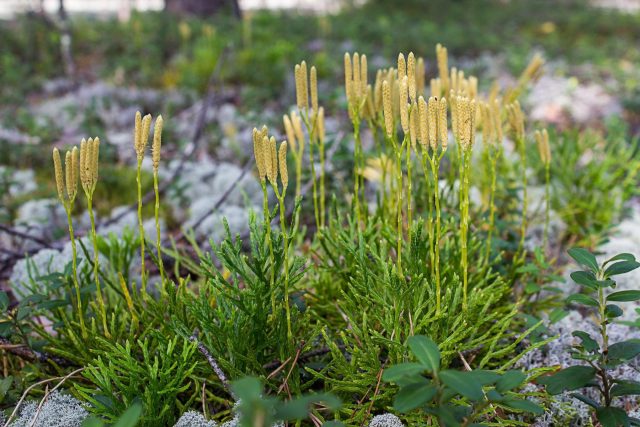 Почему вам стоит посадить плаун? Живое ископаемое в вашем саду