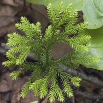 Плаун темный (Lycopodium obscurum)