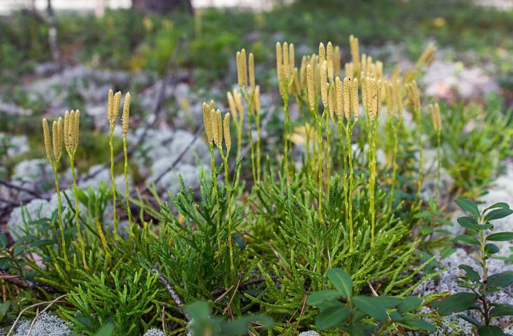 Почему вам стоит посадить плаун? Живое ископаемое в вашем саду Почему вам стоит посадить плаун? Живое ископаемое в вашем саду