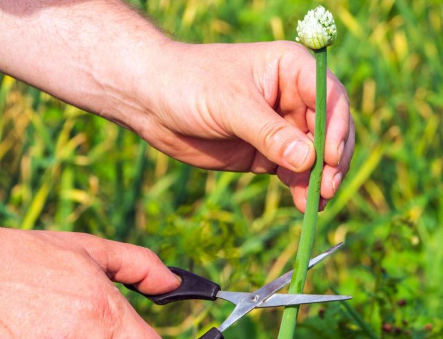Стрелку нужно удалять сразу после появления. Чем раньше это сделать, тем больше шансов, что растение продолжит развивать луковицу, а не полностью переключится на цветение.