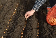 Стрелкование лука: как не допустить стрелки от выбора севка до посадки