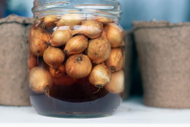 Замачивание севка перед посадкой помогает восстановить влагу после хранения и ускоряет всходы. Используют тёплую воду или слабые растворы для защиты от болезней и лучшей адаптации растений. Но помните - на стрелкование это никак не влияет.