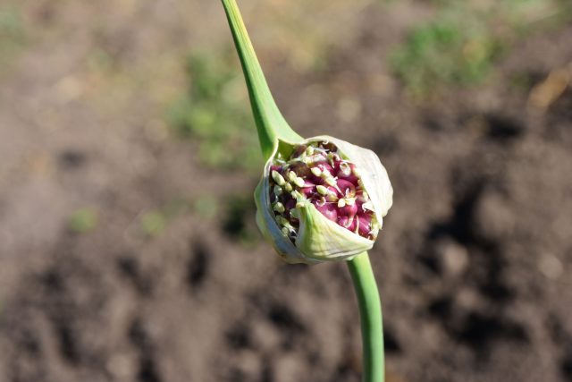Стрелка — это переход лука к размножению. После её появления растение перестаёт наращивать луковицу, и урожай теряет качество: репка получается мелкой, рыхлой и плохо хранится.