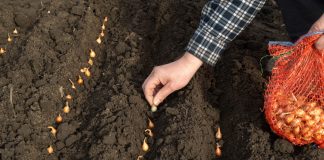 Стрелкование лука: как не допустить стрелки от выбора севка до посадки