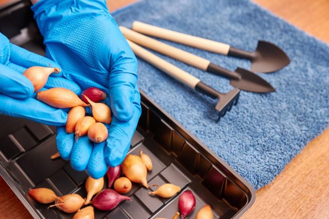 Размер севка напрямую влияет на результат. Мелкие луковички почти не стрелкуются, средние дают оптимальный урожай, а крупные чаще уходят в стрелку и подходят скорее для выращивания на зелень.