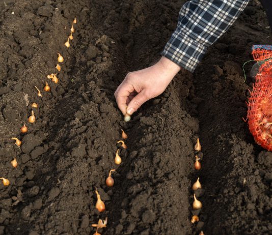 Стрелкование лука: как не допустить стрелки от выбора севка до посадки