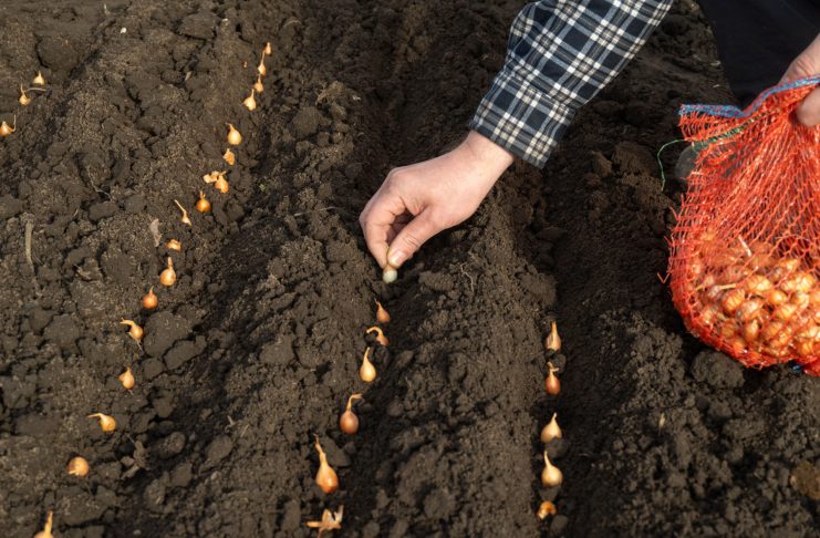 Стрелкование лука: как не допустить стрелки от выбора севка до посадки