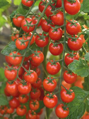 Томат Терек F1 Томат Терек F1