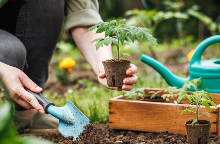Тест: Готовы ли вы к высадке рассады или погубите свой урожай?