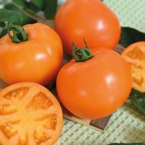 Томат Золото скифов F1