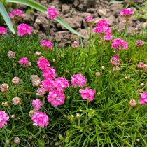 Армерия приморская