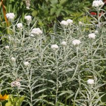 Анафалис жемчужны