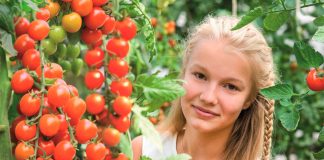 Урожайные гибриды томатов для нового сезона