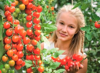 Урожайные гибриды томатов для нового сезона