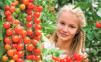 Урожайные гибриды томатов для нового сезона