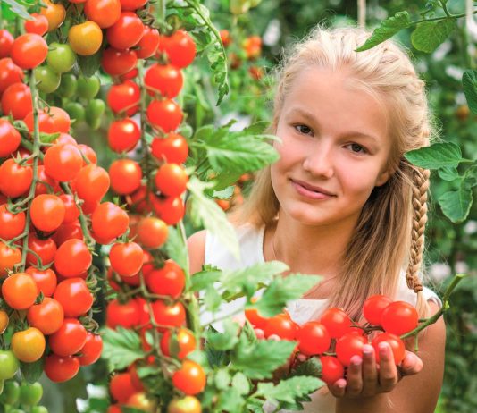 Урожайные гибриды томатов для нового сезона