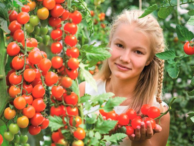 Урожайные гибриды томатов для нового сезона