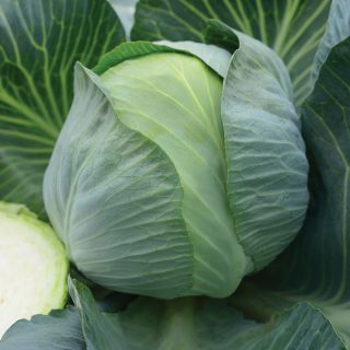 Капуста белокочанная Гарант F1