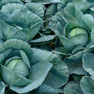 Капуста белокочанная Герцогиня F1