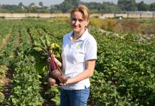 Устойчивые овощи для стабильного результата на грядках