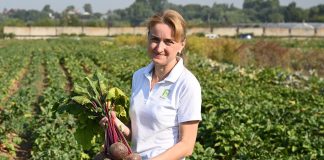 Устойчивые овощи для стабильного результата на грядках - Сад и огород Устойчивые овощи для стабильного результата на грядках