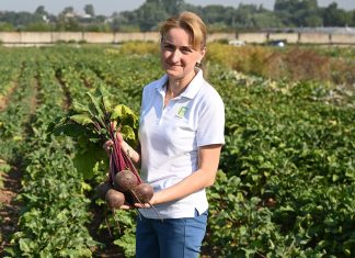 Устойчивые овощи для стабильного результата на грядках