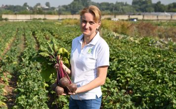 Устойчивые овощи для стабильного результата на грядках Устойчивые овощи для стабильного результата на грядках