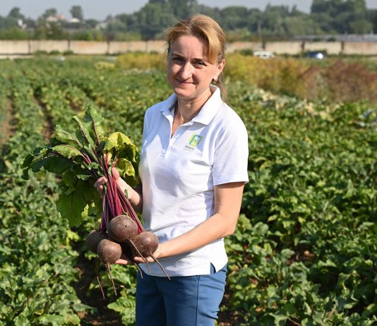 Устойчивые овощи для стабильного результата на грядках