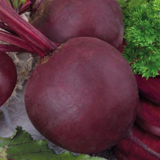 Свёкла столовая Мулатка