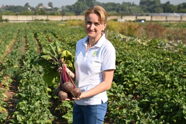 Устойчивые овощи для стабильного результата на грядках