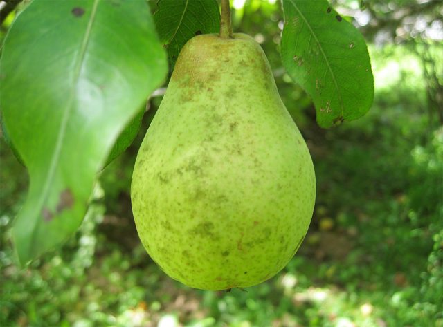 Велеса — один из самых удачных осенних сортов для Подмосковья: урожайный, зимостойкий, с очень сочной, нежной мякотью и вкусом, который по выразительности приближается к южным грушам. Требует подпорок из-за хрупких ветвей. Велеса — один из самых удачных осенних сортов для Подмосковья: урожайный, зимостойкий, с очень сочной, нежной мякотью и вкусом, который по выразительности приближается к южным грушам. Требует подпорок из-за хрупких ветвей.